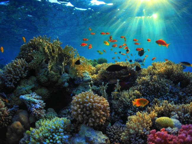 Arrecife de coral como refugio de la biodiversidad