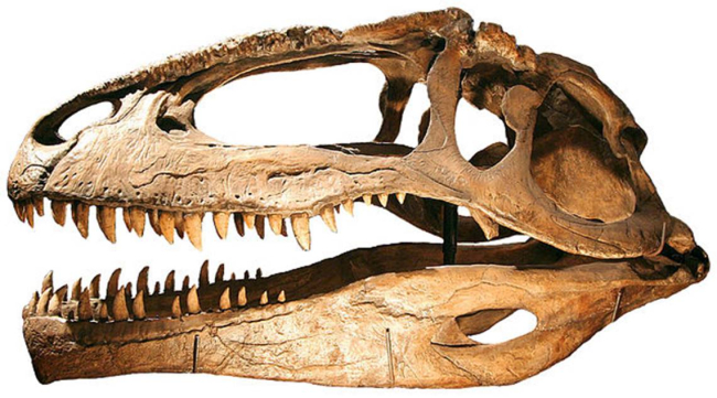 Réplica del cráneo de Giganotosaurus. Crédito: Kabacchi/Wikimedia Commons