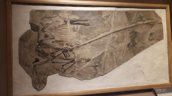 Molde de fósil de Microraptor en The Paleozoological Museum del IVPP (China). Crédito: Elena Cuesta