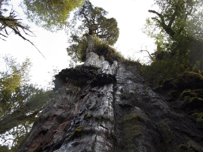 El árbol más viejo del mundo. Crédito: Gonzalo Zúñiga Solís