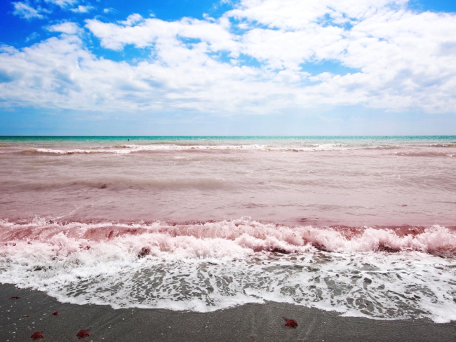 Marea roja en una playa de Florida