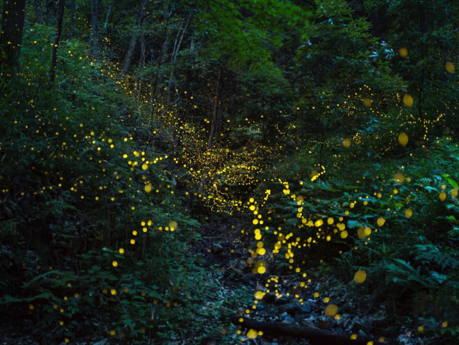 Bosque con luciérnagas