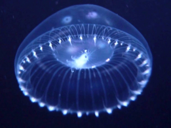 Medusa bioluminiscente (‘Aequorea’ sp.; Vichigh Marine)