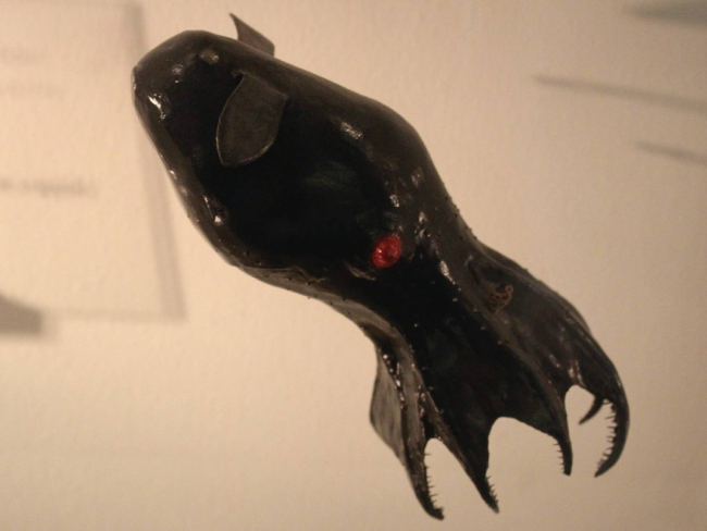 Calamar vampiro (‘Vampyroteuthis infernalis’; CC. Emőke Dénes)