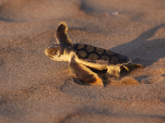 Para conocer el estado de conservación de la tortuga plana es necesaria más investigación científica