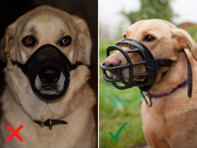A la izquierda perro con bozal de embudo o inhibición de conducta (no recomendable) y a la derecha perro con bozal de cesta (recomendable)