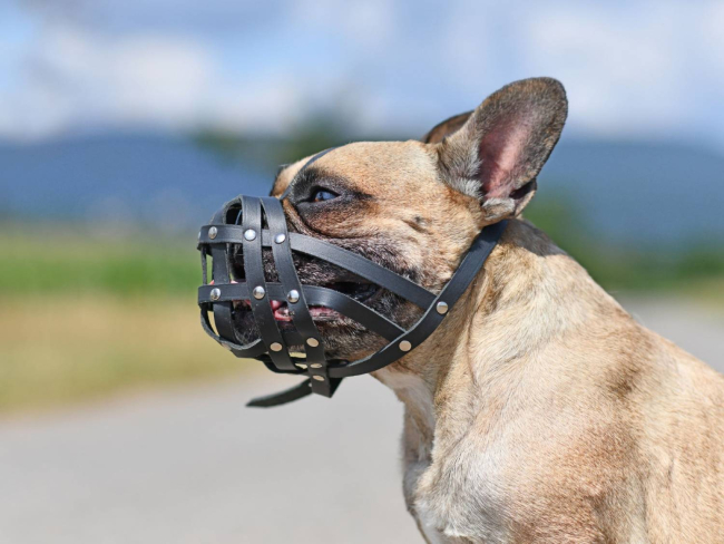 Bulldog con bozal para perro braquicéfalo