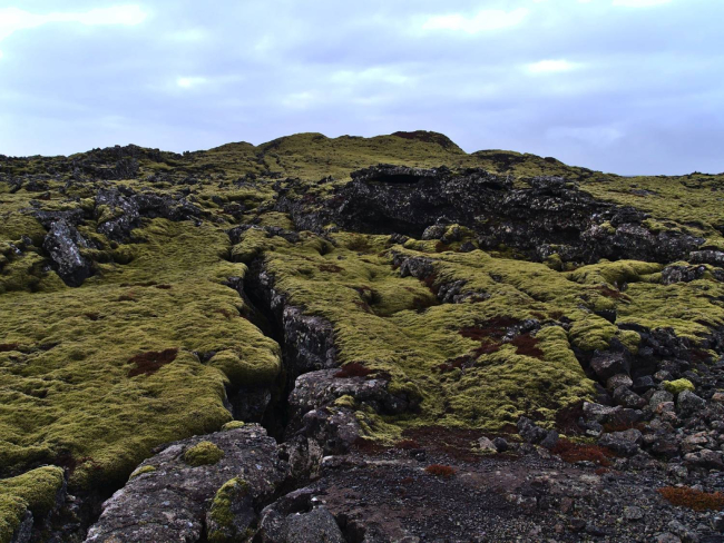 Los musgos y líquenes colonizan la roca viva y comienzan a formar suelo (Grindavik, Islandia)