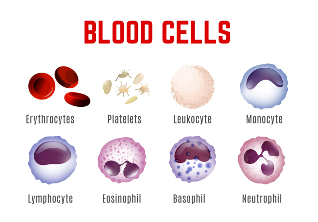 Tipos de células que nos encontramos en nuestra sangre. Fuente: iStock