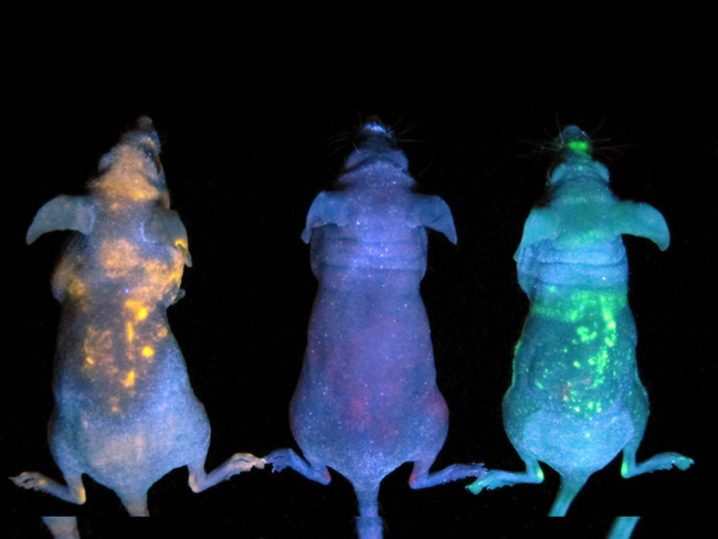 Ratones brillando en la oscuridad gracias a la luciferasa de una medusa, para la investigación en cáncer (Universidad de Toronto)