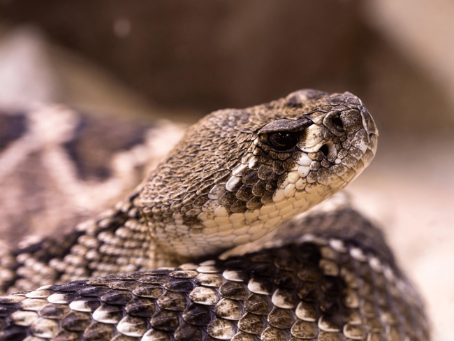 La víbora áspid (Vipera aspis) es una de las 5 especies de serpientes venenosas que existen en España