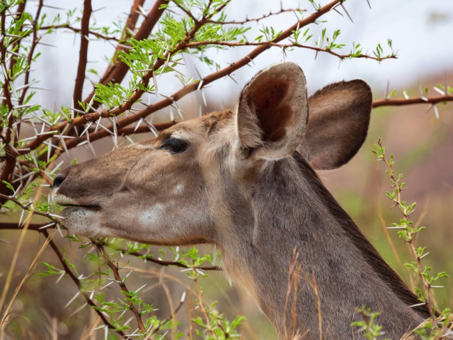 Hembra de kudu alimentándose de una encina.