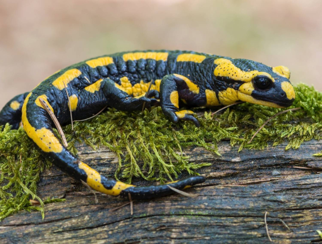 Salamandra común, uno de los anfibios con menor tasa de envejecimiento
