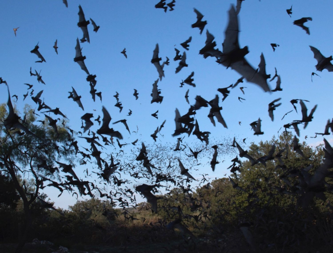 Los murciélagos son una potencial fuente de enfermedades zoonóticas