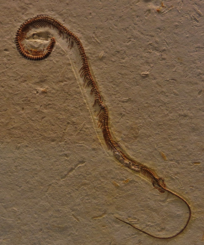 Se pueden ver más claras las patas traseras de Tetrapodophis amplectus. Burgmeister Muller Museum. Wikimedia
