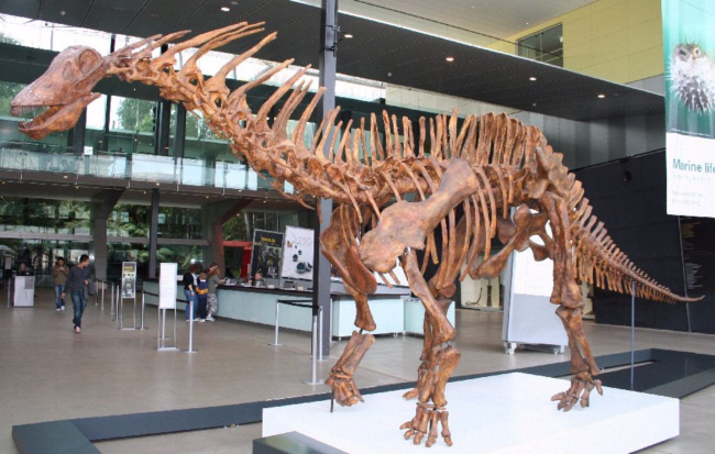 Réplica de un esqueleto de Amargasaurus en el vestíbulo del Museo de Melbourne. Wikimedia
