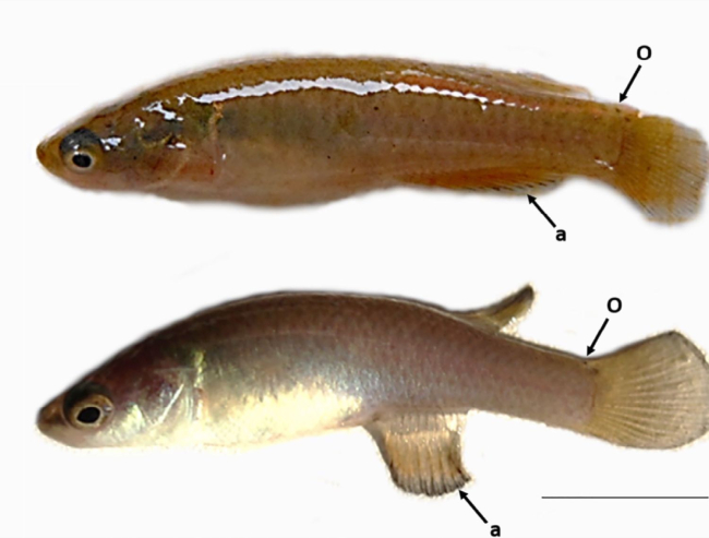 Fenotipo femenino (arriba) y masculino (abajo) de pez almirante mexicano (Domínguez-Castanedo et al., 2022)