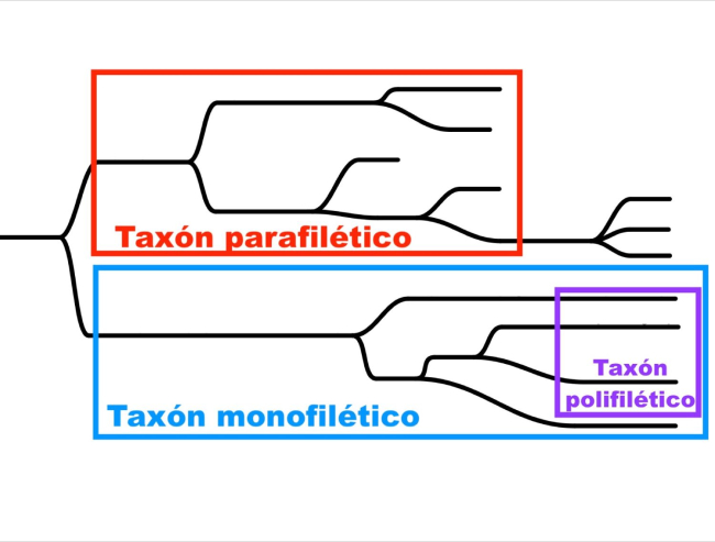 Esquema filogenético de ejemplo con un grupo monofilético (azul, correcto), parafilético (rojo, incorrecto) y polifilético (morado, incorrecto). Elaboración propia.