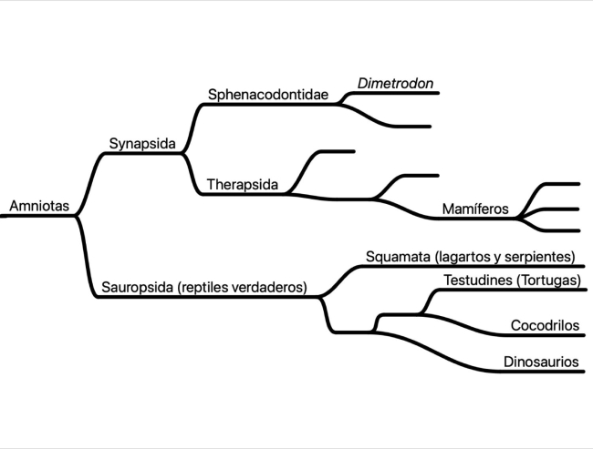 Esquema filogenético simplificado de los amniotas; se separan inicialmente sinápsidos (donde se encuentra Dimetrodon y los mamíferos) y saurópsidos, los reptiles verdaderos (Elaboración propia basada en Werneburg 2009)