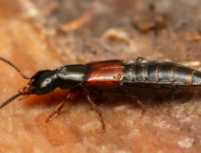 Los escarabajos estafilínidos son un buen medio de control biologico
