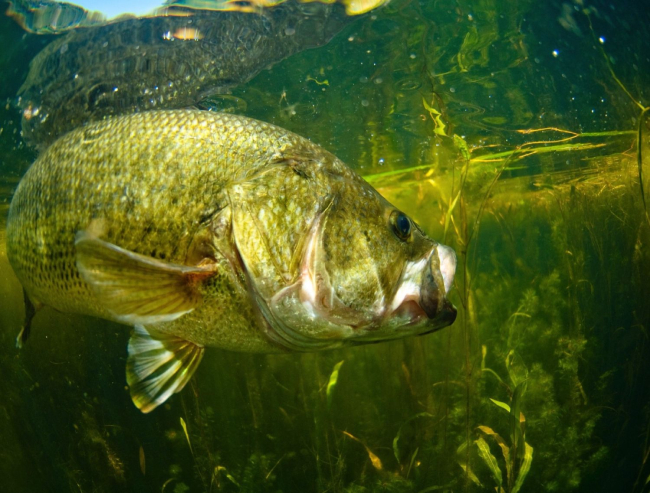 Black bass (‘Micropterus salmoides’), pez invasor en España, procedente de Norteamérica e introducido con fines pesqueros.