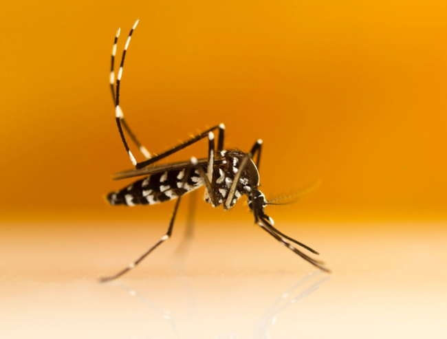 Mosquito tigre (‘Aedes albopictus’), una especie invasora y transmisora de enfermedades.