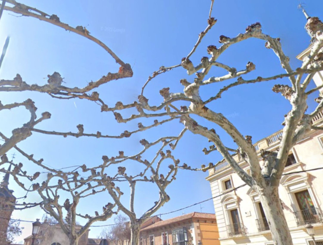 Plátanos de sombra con las ramas inosculadas en Alcalá de Henares (Google Street View)