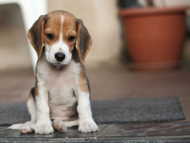 Foto 1: Cachorro de perro de raza Beagle