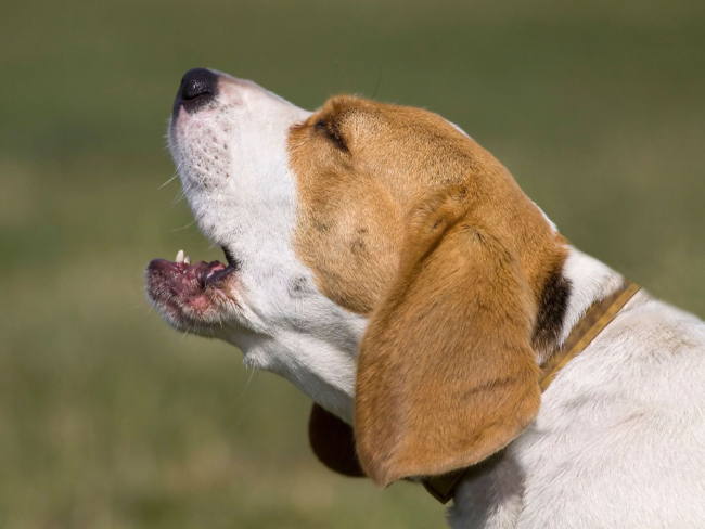 Foto 2: Perro de raza Beagle emitiendo su ladrido característico