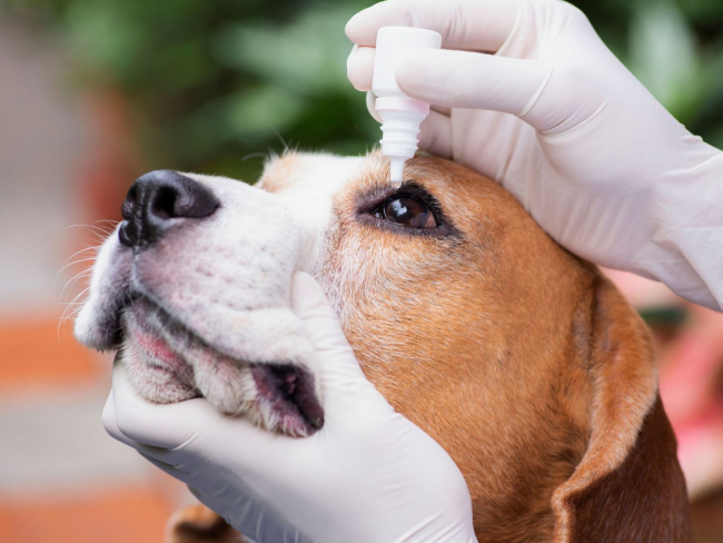 Foto 3: Cuidando los ojos de un Beagle