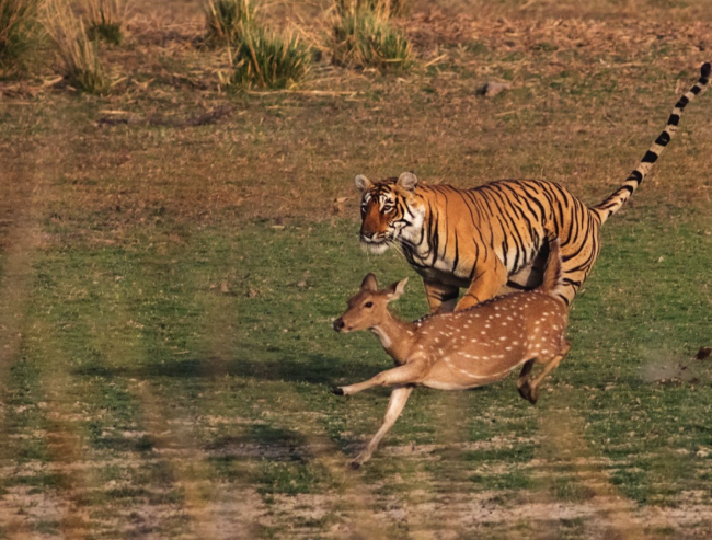 Tigre de Bengala persiguiendo a un ciervo chital