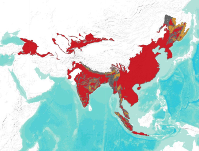Mapa de distribución del tigre; en naranja, presente; en gris, presencia incierta; en rojo, extinto (IUCN, 2022)