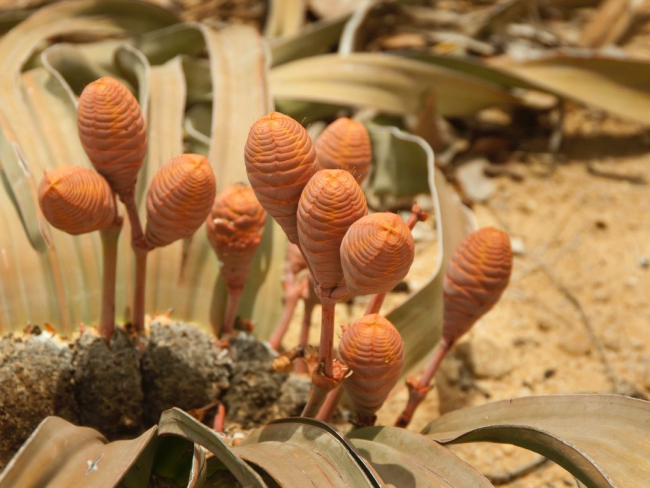 Estróbilos femeninos de una hembra de ‘Welwitschia mirabilis’