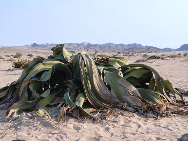 Ejemplar de ‘Welwitschia mirabilis’