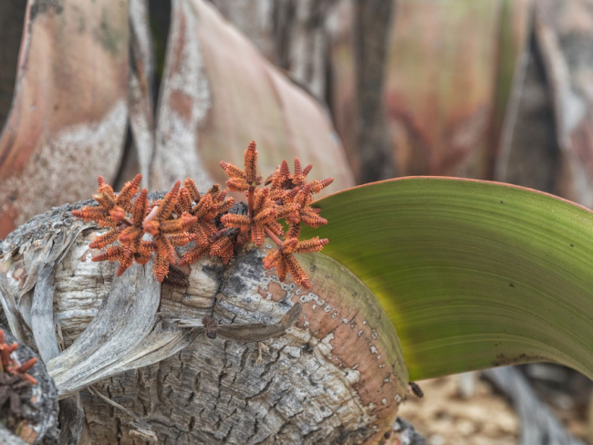 Estróbilos masculinos de una macho de ‘Welwitschia mirabilis’