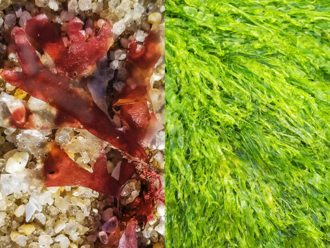 Según la definición que se escoja, las algas rojas como el género ‘Chondrus’ (izquierda) y las algas verdes como el género ‘Enteromorpha’ (derecha) pueden o no considerarse plantas