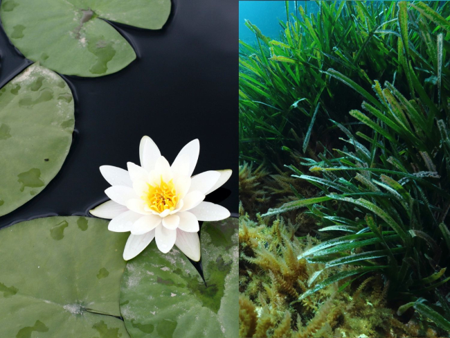 Especies como el nenúfar (izquierda) o la posidonia (derecha) son plantas acuáticas, independientemente de la definición escogida
