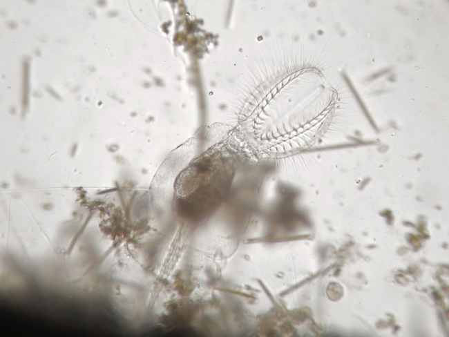 Microfotografía de un rotífero ‘Stephanoceros fimbriatus’