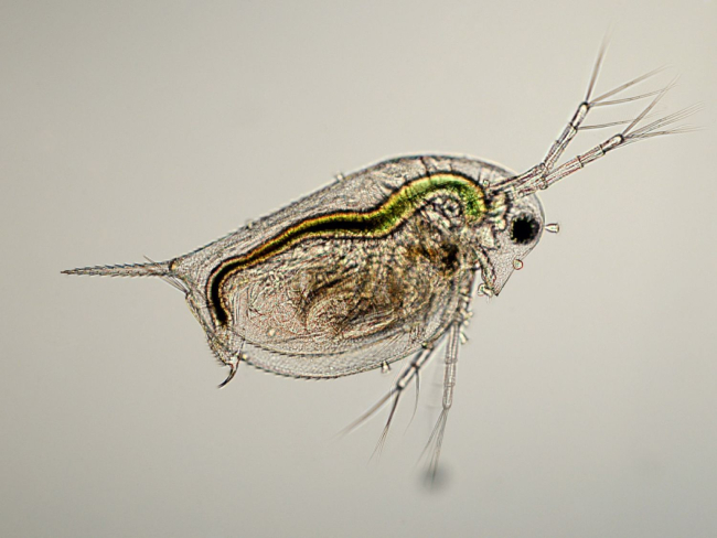 Microfotografía de un cladócero del género ‘Daphnia’