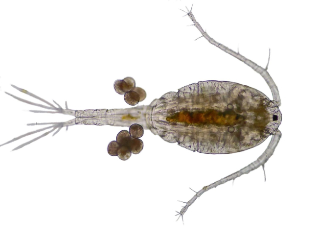 Microfotografía de una hembra de copépodo con sus huevos.