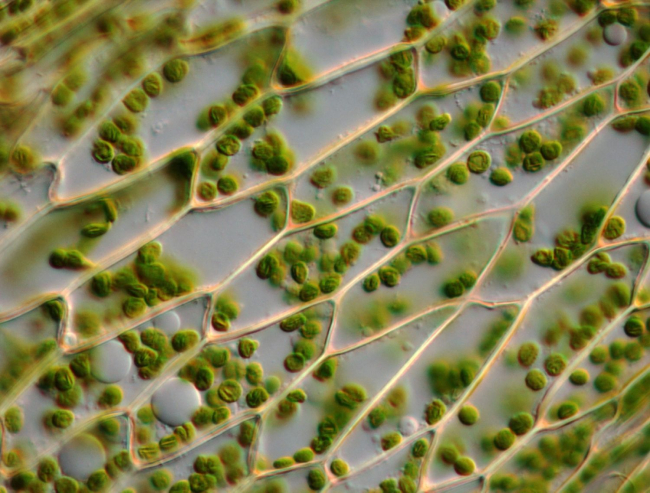 Hoja de musgo al microscopio óptico, se aprecian los cloroplastos (A.Phillips)