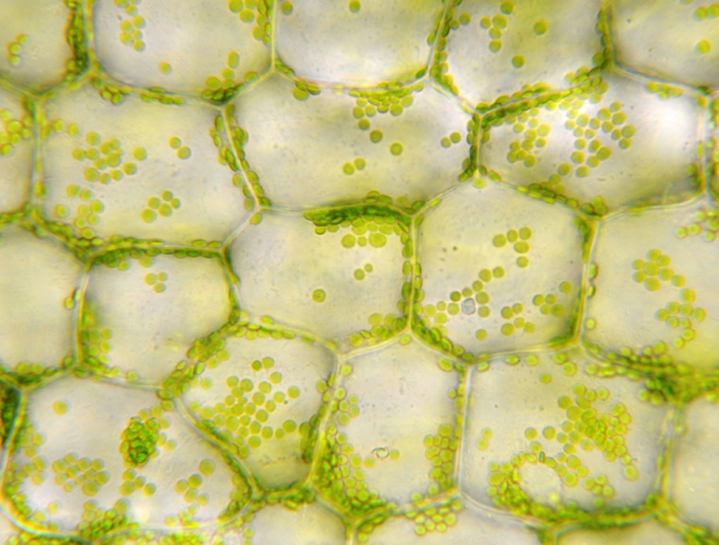 Células epiteliales de ‘Egeria densa’ a microscopio óptico, se aprecian los cloroplastos (N.Nehring)