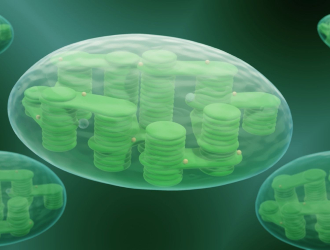 Modelo conceptual en 3D de cloroplastos (A.Plawgo)