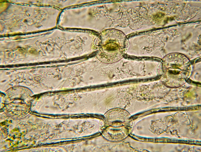 Estomas de hoja monocotiledónea a microscopio óptico (N.Nehring)