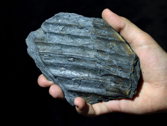 Fósil carbonizado del tronco de un equiseto del Carbonífero