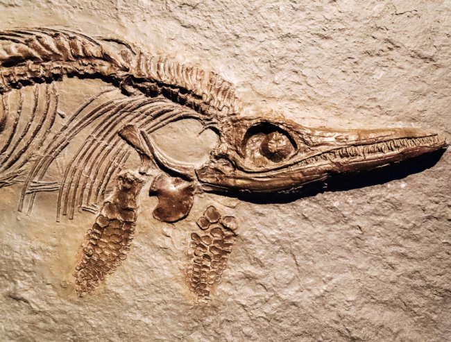 Fósil de Ichthyosaurus que conserva su esqueleto