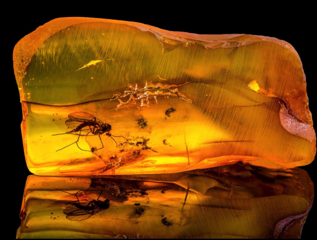 Fósil de ámbarbáltico, con un insecto atrapado en su interior