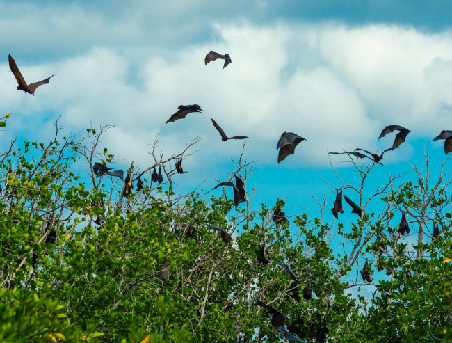 Zorros voladores regresando a su dormidero en un manglar