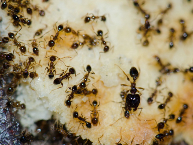 Hormigas el género 'Pheidole' alimentándose de restos de comida