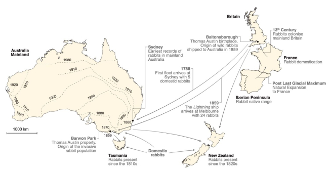 Mapa con las principales introducciones de conejos en Australia y su expansión e invasión (Alves et al., 2022)